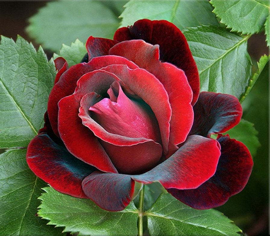 раскрытый бутон розы - цветы - оригинал