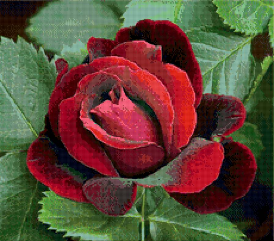 раскрытый бутон розы - цветы - предпросмотр