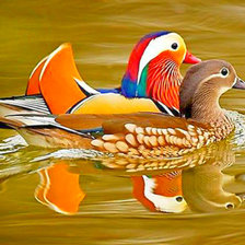 Схема вышивки «мандаринки»