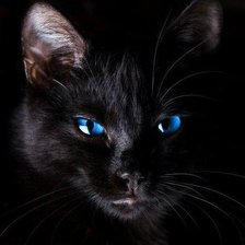 Схема вышивки «Кошка»