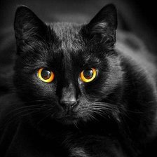 Схема вышивки «Кошка 2»