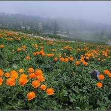 Схема вышивки «жарки»