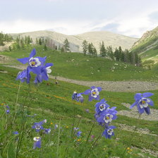 Схема вышивки «громатуха»