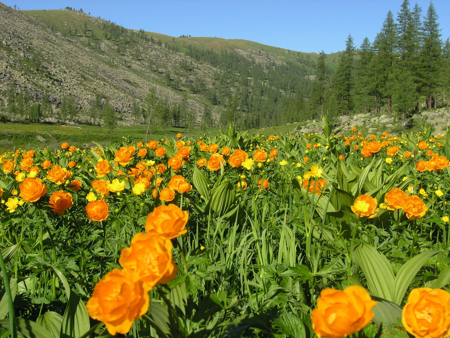 громатуха - оригинал