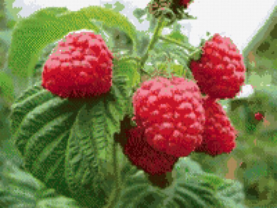 малинка - предпросмотр