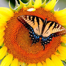 Схема вышивки «подсолнух»