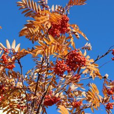 Схема вышивки «Костер осенний»