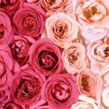 Схема вышивки «Розы»