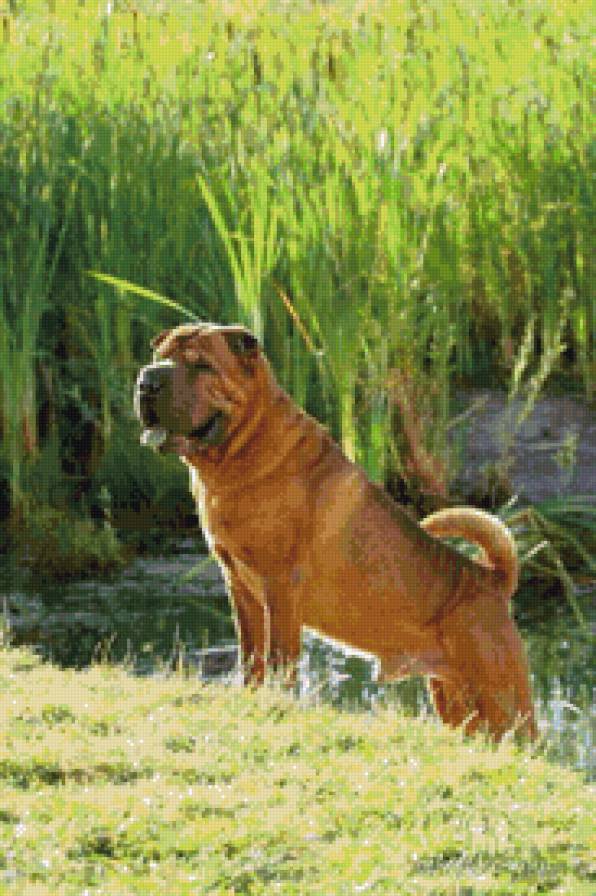 шарпей дядя СЭМ - предпросмотр