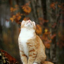 Схема вышивки «№1033708»