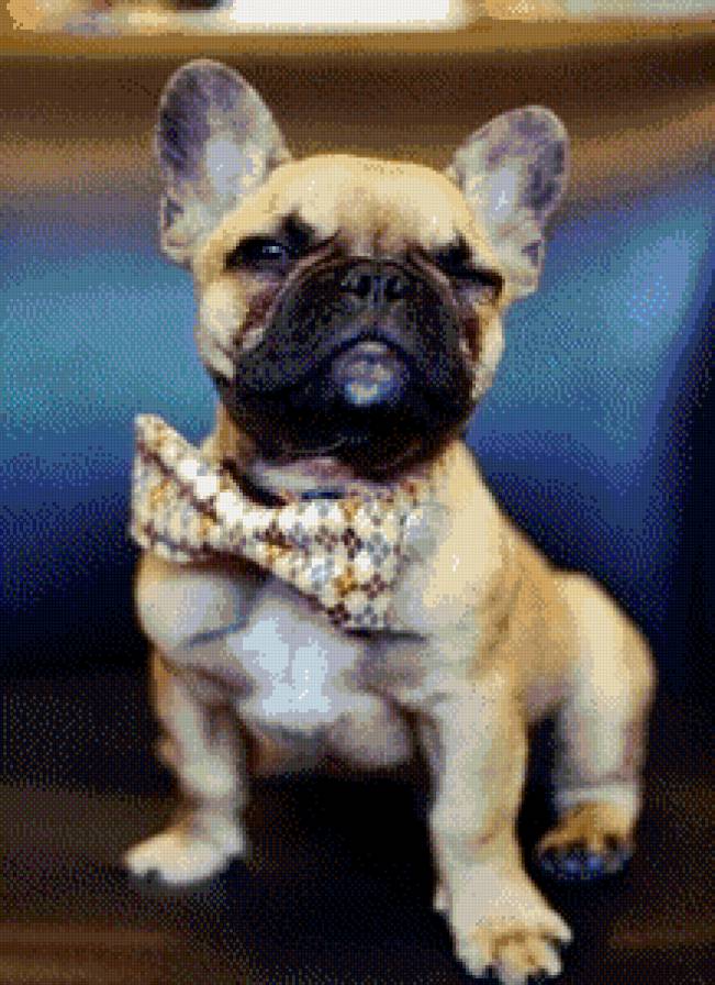 Французский бульдог - бульдог, собака, французский бульдог - предпросмотр