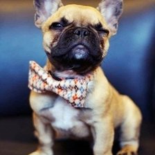 Схема вышивки «Французский бульдог»