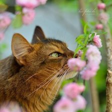 Схема вышивки «№1033950»