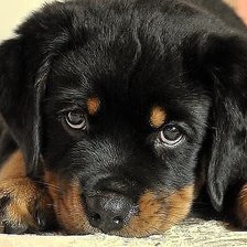 Схема вышивки «№1034047»