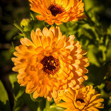 Схема вышивки «цв»