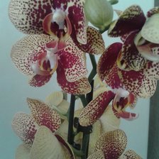 Схема вышивки «№1034156»