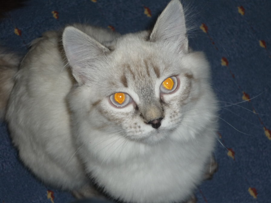 дуся - оригинал