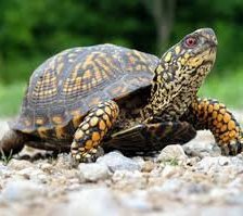 Схема вышивки «черепаха33»