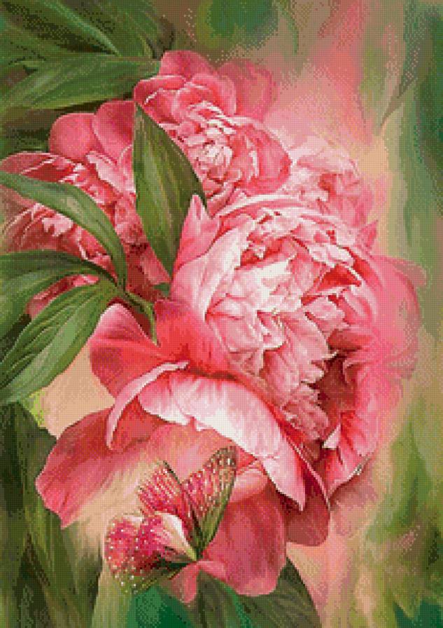 пионы - цветы - предпросмотр