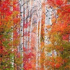 Схема вышивки «№1035232»