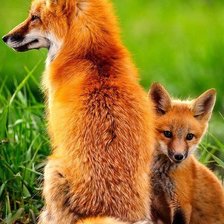 Схема вышивки «№1035343»