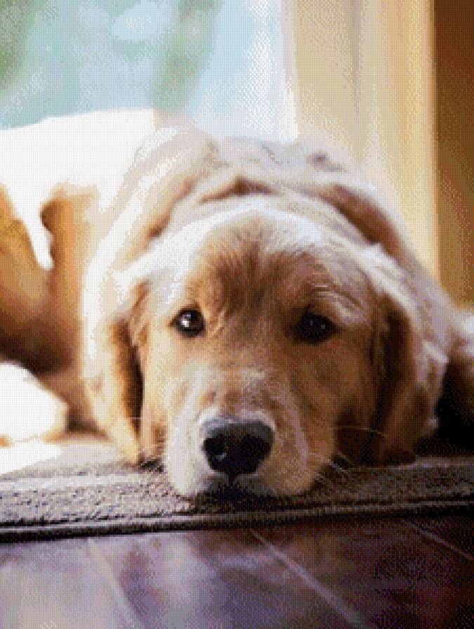 Собачка - домашние животные, животные, собаки - предпросмотр