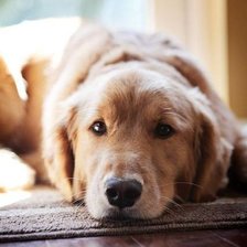 Схема вышивки «Собачка»