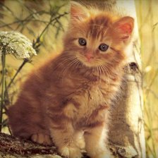 Схема вышивки «котенок»