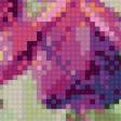 Предпросмотр схемы вышивки «фуксия» (№1035743)