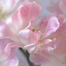 Схема вышивки «Нежность»