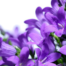 Схема вышивки «Фиолетовое поле»