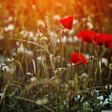 Схема вышивки «маки»