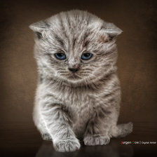 Схема вышивки «я-тигр)))»