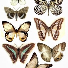 Схема вышивки «butterflies»