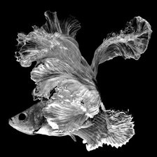 Схема вышивки «betta fish»