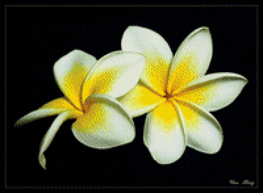 На чёрном фоне - черный, цветок - предпросмотр