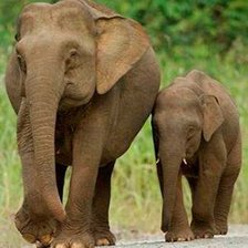 Схема вышивки «Слоны»