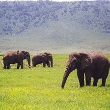 Схема вышивки «Слоны»