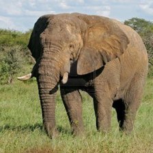 Схема вышивки «Слон»