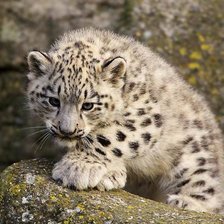 Схема вышивки «Снежный барс»