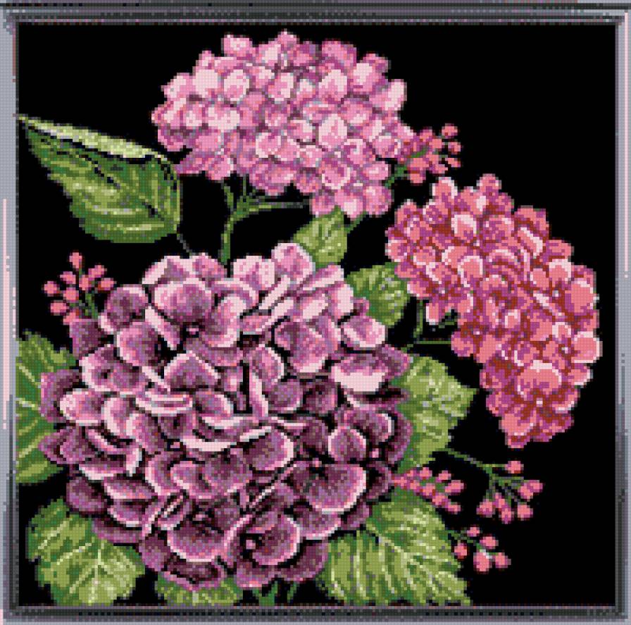 Георгины - георгины, цветы - предпросмотр