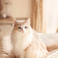 Схема вышивки «Кошечка»