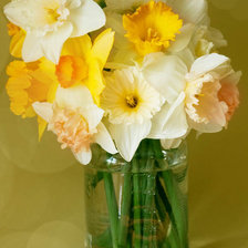 Схема вышивки «нарциссы»