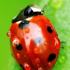 Схема вышивки «Божья коровка 3»