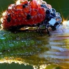 Схема вышивки «Божья коровка 4»