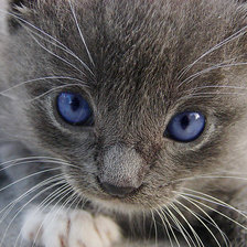 Схема вышивки «Серенький котеечка»