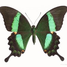 Схема вышивки «Бабочка 1»