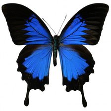 Схема вышивки «Бабочка 2»