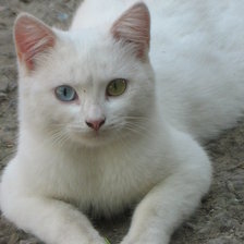 Схема вышивки «Кошка Ася»