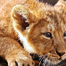 Схема вышивки «Тигренок»